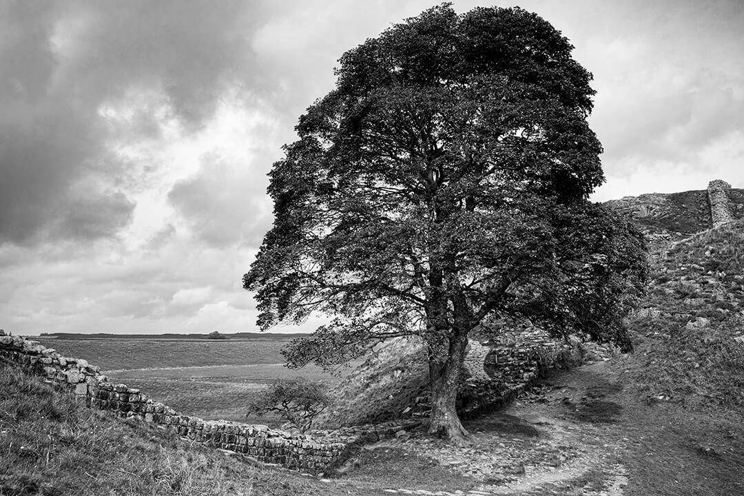 A black and white photograph taken at Sycamore Gap alongside Hadrians Wall in Northumberland