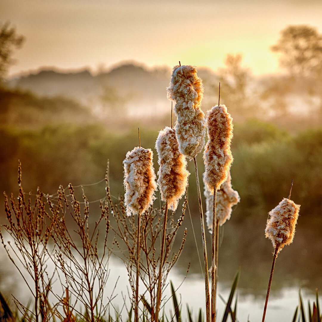 Early morning photograph of some bullrushes by a river being backlit by the low sun.